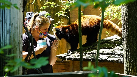 Secrets of The Zoo S4 - Red Panda Drama Mama